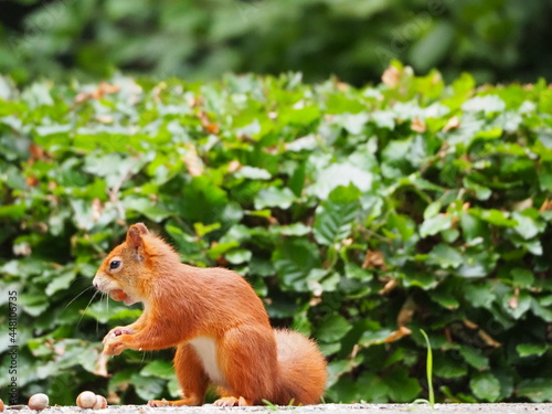 red squirrel on a tree