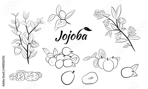 Set of hand drawn jojoba branches with fruits, flowers and leaves. Jojoba plant collection. Vector illustration botanical. Elements for menu, label, packing design.