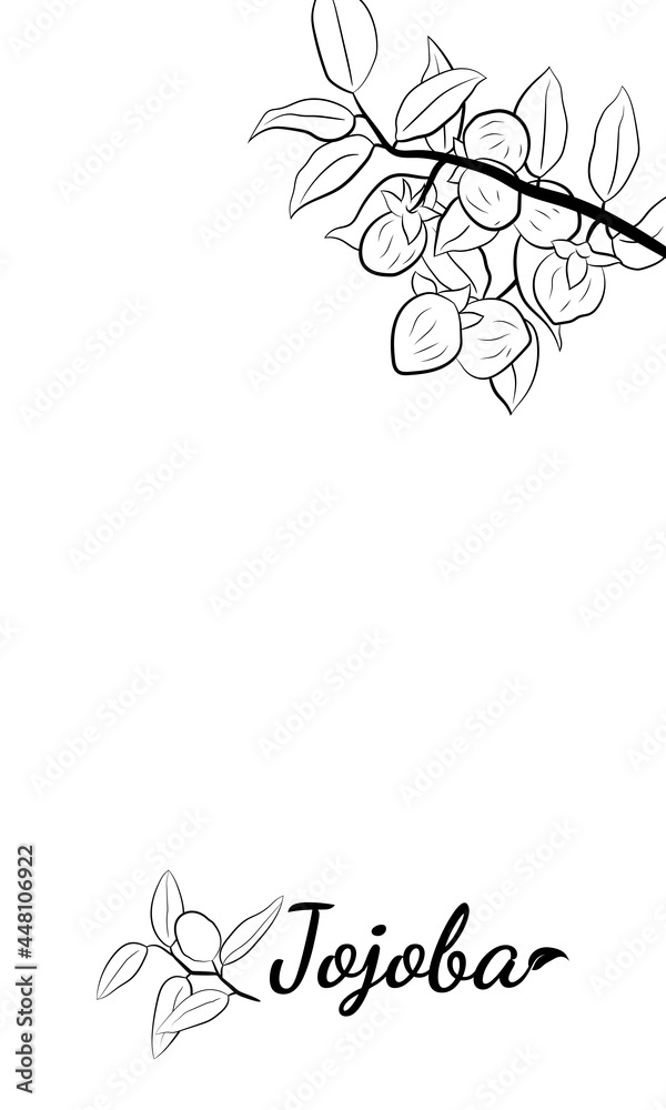 Obraz premium Set of hand drawn jojoba branches with fruits, flowers and leaves. Jojoba plant collection. Vector illustration botanical. Elements for menu, label, packing design.