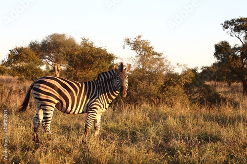 Steppenzebra / Burchell's zebra / Equus burchellii