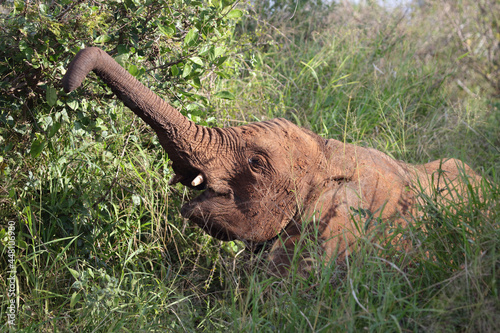 Afrikanischer Elefant   African elephant   Loxodonta africana..