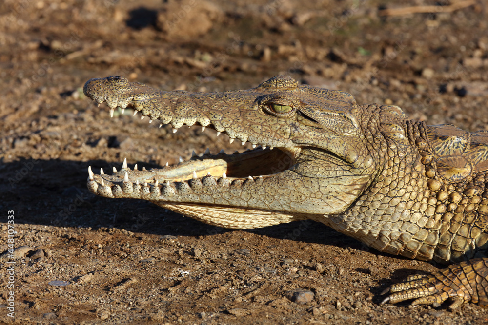 Nilkrokodil / Nile crocodile / Crocodylus niloticus Nilkrokodil / Nile crocodile / Crocodylus niloticus