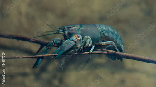A Smooth Yabby on a twig under the water
