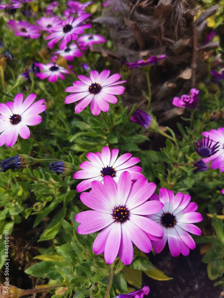 pink and purple flowers pink and purple flowers