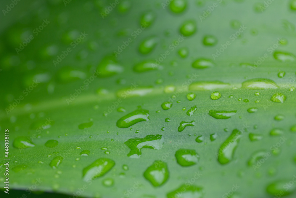 beauty full water drops on green leaf