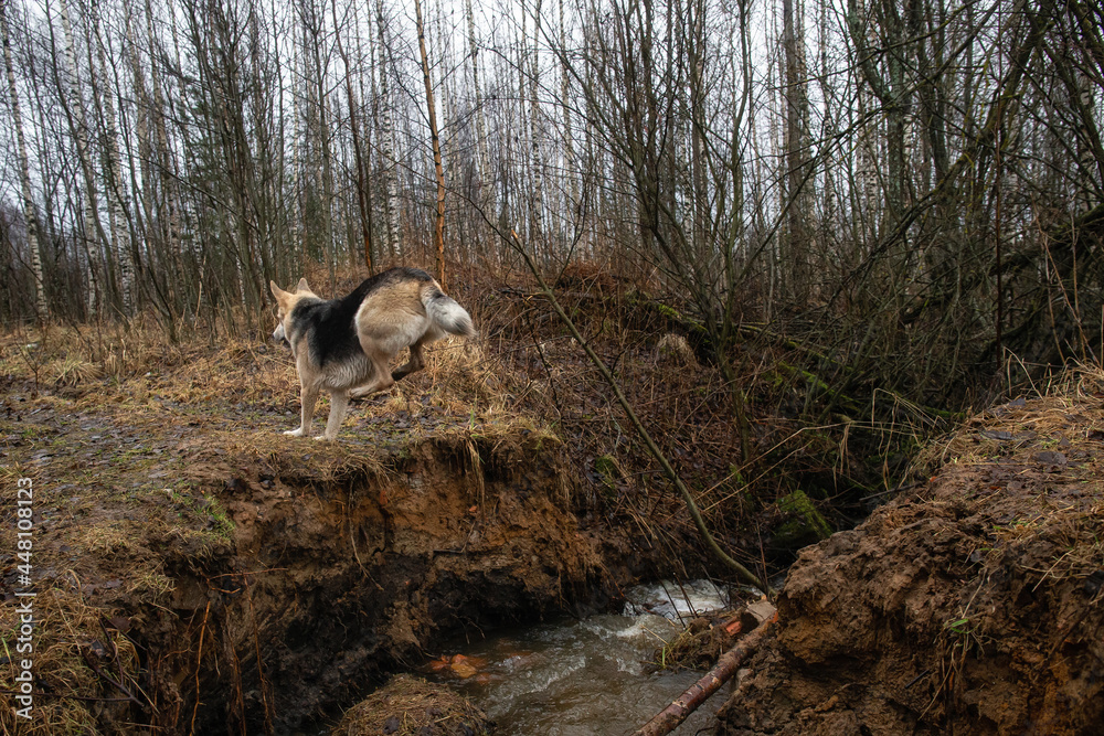 Fototapeta premium Husky dog jumping over the river cliff. Spring landscape