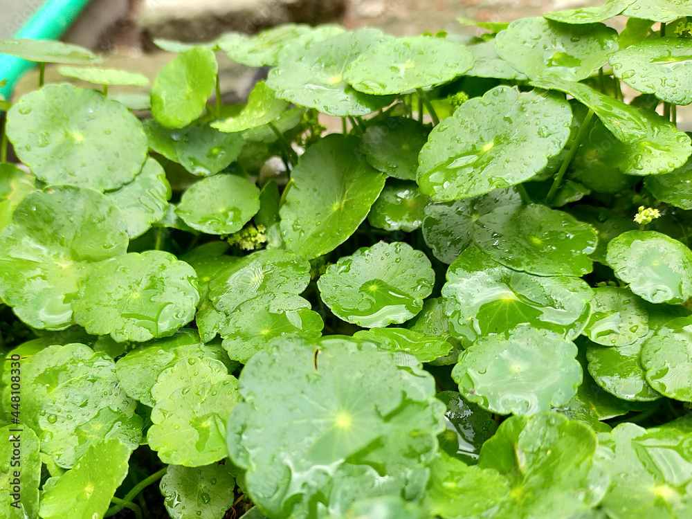 Pilea peperomioides single beautiful houseplant, money plant, interior home décor Pilea peperomioides single beautiful houseplant, money plant, interior home décor