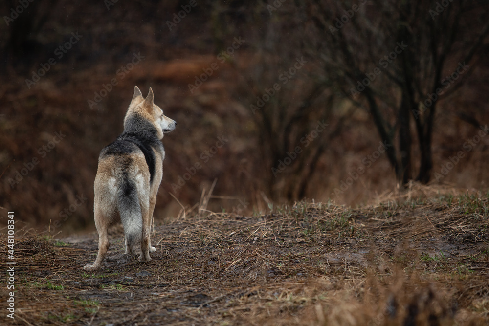 Obraz premium Mixed breed dog at walk on dirty country road