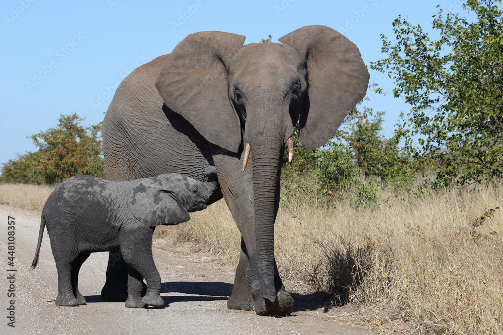 Fototapeta premium Afrikanischer Elefant / African elephant / Loxodonta africana...