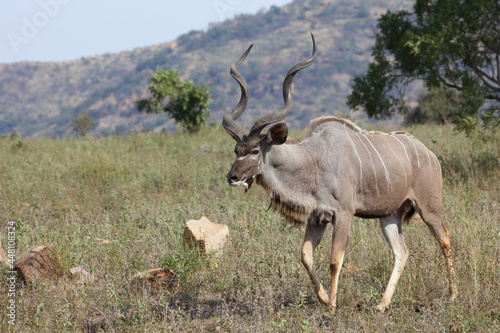 Gro  er Kudu   Greater kudu   Tragelaphus strepsiceros.