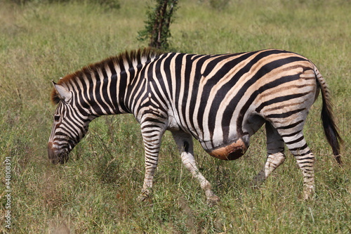 Steppenzebra   Burchell s zebra   Equus burchellii..