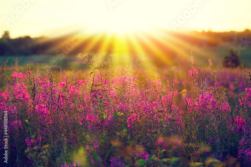 Beautiful sunset. An image of a sunset field with pink flowers, sun rays and a blurred horizon. Pink Blossom banner