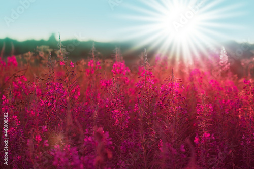 Beautiful sunset. An image of a sunset field with pink flowers and rays of the sun. Pink Blossom banner