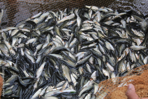 carp fish fingerling seed production in fish hatchery for stocking in pond