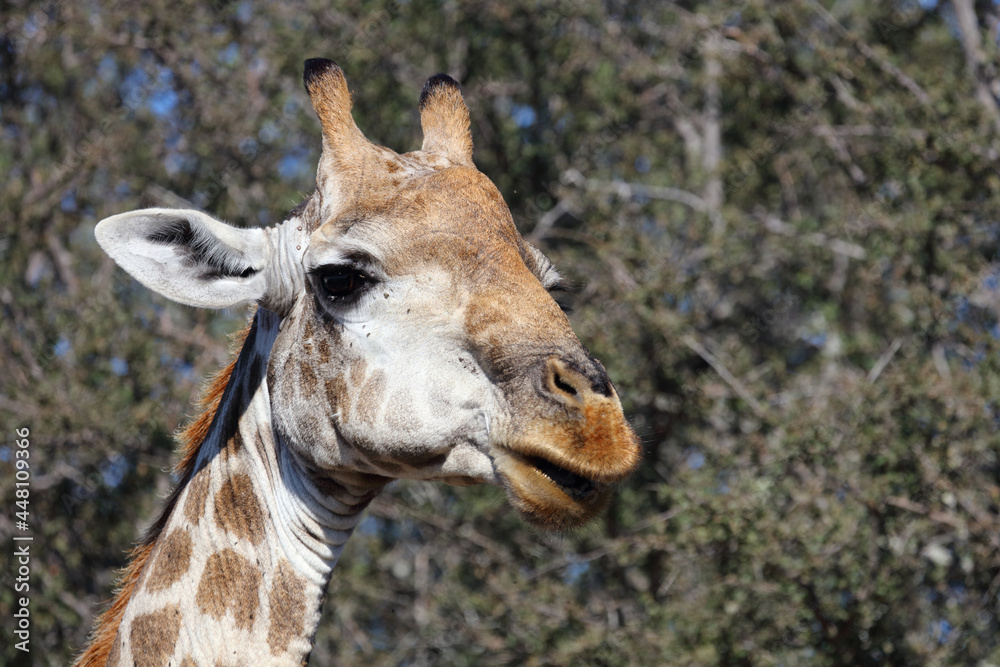 Fototapeta premium Giraffe / Giraffe / Giraffa camelopardalis