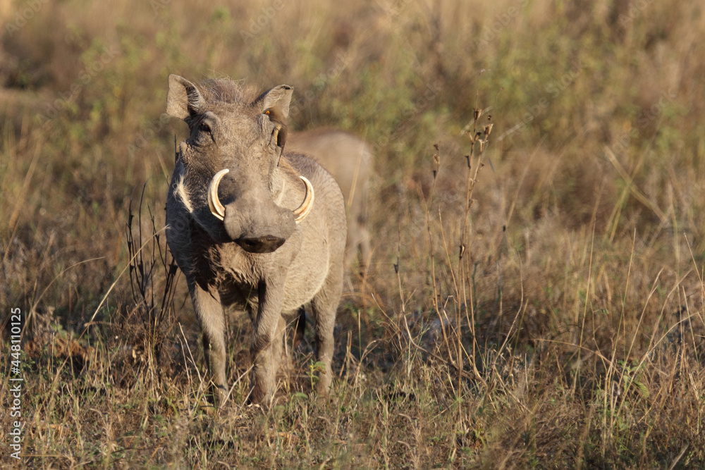Warzenschwein und Rotschnabel-Madenhacker / Warthog and Red-billed oxpecker / Phacochoerus africanus et Buphagus erythrorhynchus Warzenschwein und Rotschnabel-Madenhacker / Warthog and Red-billed oxpecker / Phacochoerus africanus et Buphagus erythrorhynchus