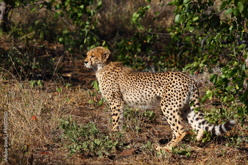 Gepard   Cheetah   Acinonyx jubatus.