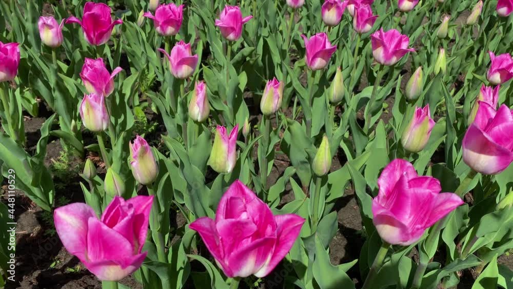 Field of colorful bright blooming tulips, large group of multi colored flowers nature still vivid background, moving in the wind. Field of colorful bright blooming tulips, large group of multi colored flowers nature still vivid background, moving in the wind.