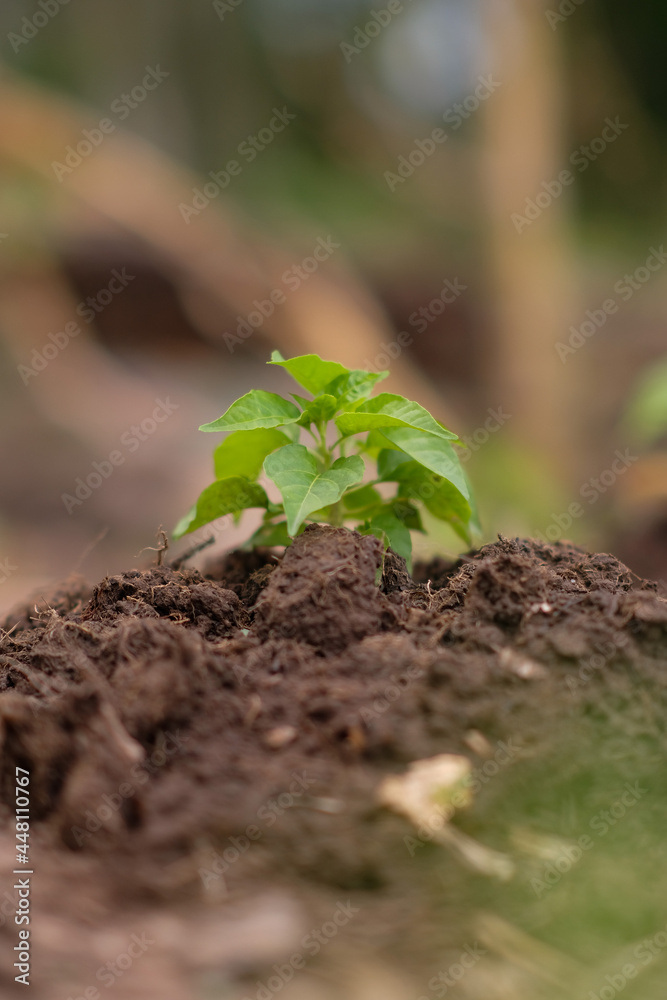 Young chili plants grow in the garden Young chili plants grow in the garden