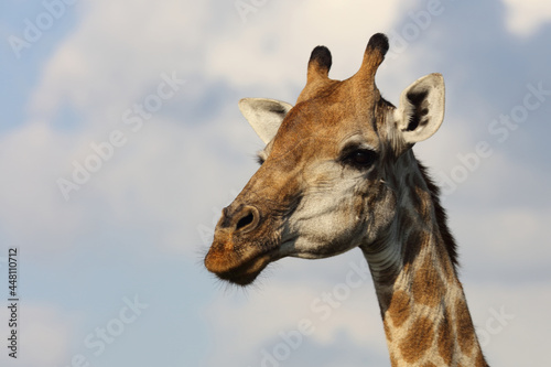 Photography Giraffe / Giraffe / Giraffa Camelopardalis