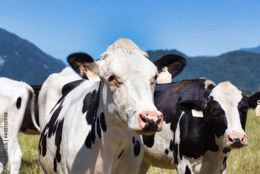 Cows on a green farm field during a vibrant sunny summer day. Taken in Fraser Valley, East of Vancouver, British Columbia, Canada.