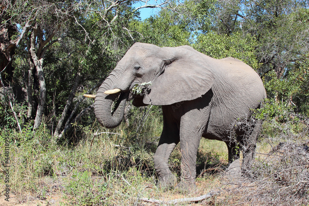 Fototapeta premium Afrikanischer Elefant / African elephant / Loxodonta africana