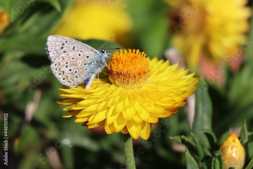 butterfly on flower © Federica Ravettino