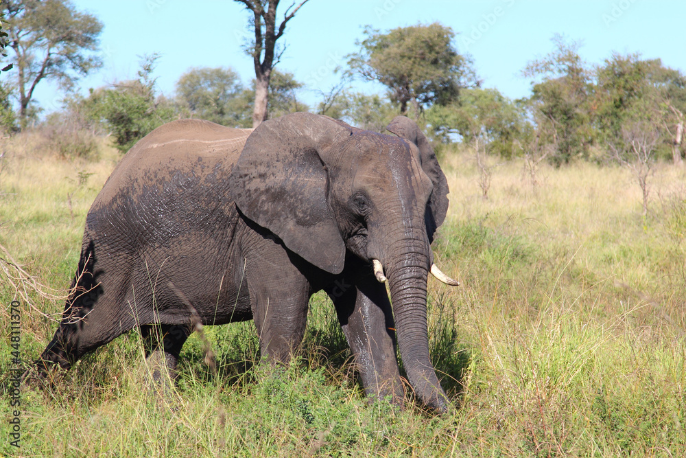 Afrikanischer Elefant / African elephant / Loxodonta africana...