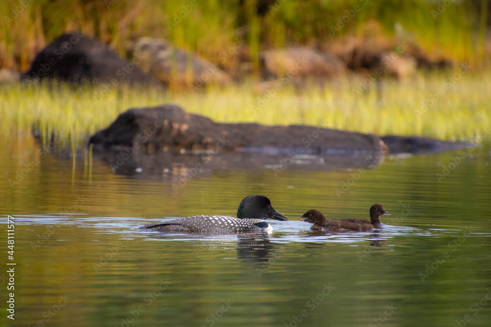 Fototapeta premium Family of Loons on a wild lake in a wildlife reserve in Quebec in Canada