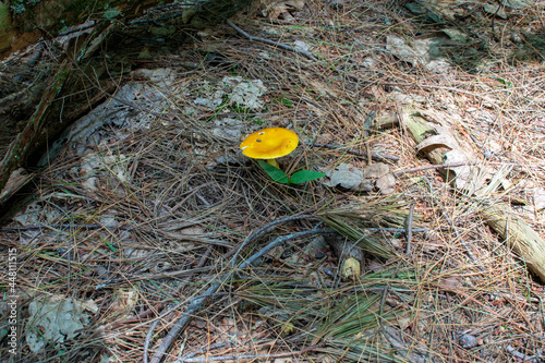 Bright orange toadstool mushroom in the shade of an old growth forest