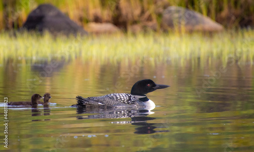 Family of Loons on a wild lake in a wildlife reserve in Quebec in Canada