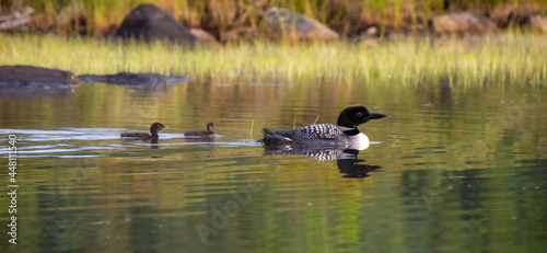 Family of Loons on a wild lake in a wildlife reserve in Quebec in Canada