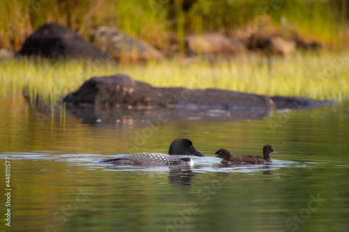 Family of Loons on a wild lake in a wildlife reserve in Quebec in Canada