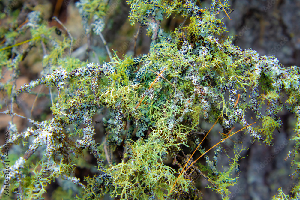 Moss on a dead tree branch in Canadian forest in the province of Quebec