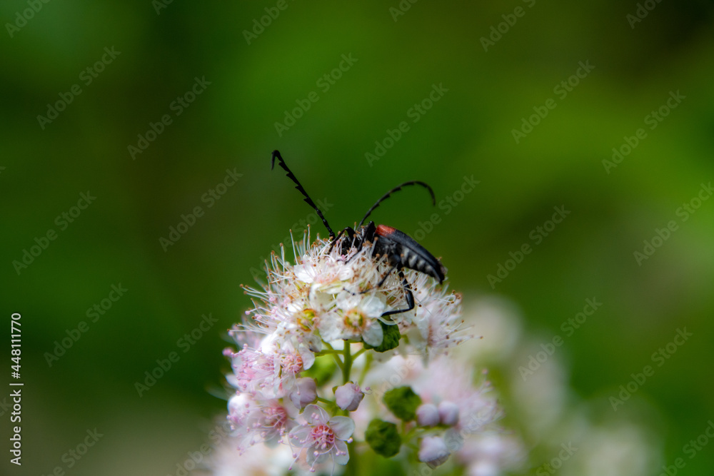 Antennae insect on a pretty wild flower in Canadian forest in Quebec Antennae insect on a pretty wild flower in Canadian forest in Quebec