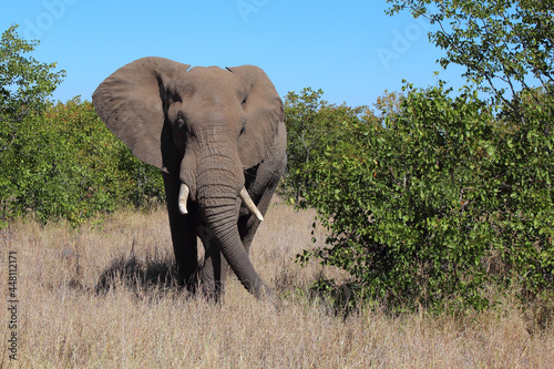 Photography Afrikanischer Elefant / African elephant / Loxodonta africana