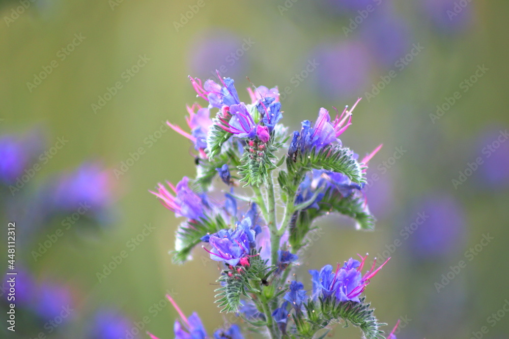 Echium vulgare a blue-flowering plant called Viper's Bugloss or Blue weed, Polish name Zmijowiec zwyczajny(żmijowiec zwyczajny), blue weed. Echium vulgare a blue-flowering plant called Viper's Bugloss or Blue weed, Polish name Zmijowiec zwyczajny(żmijowiec zwyczajny), blue weed.