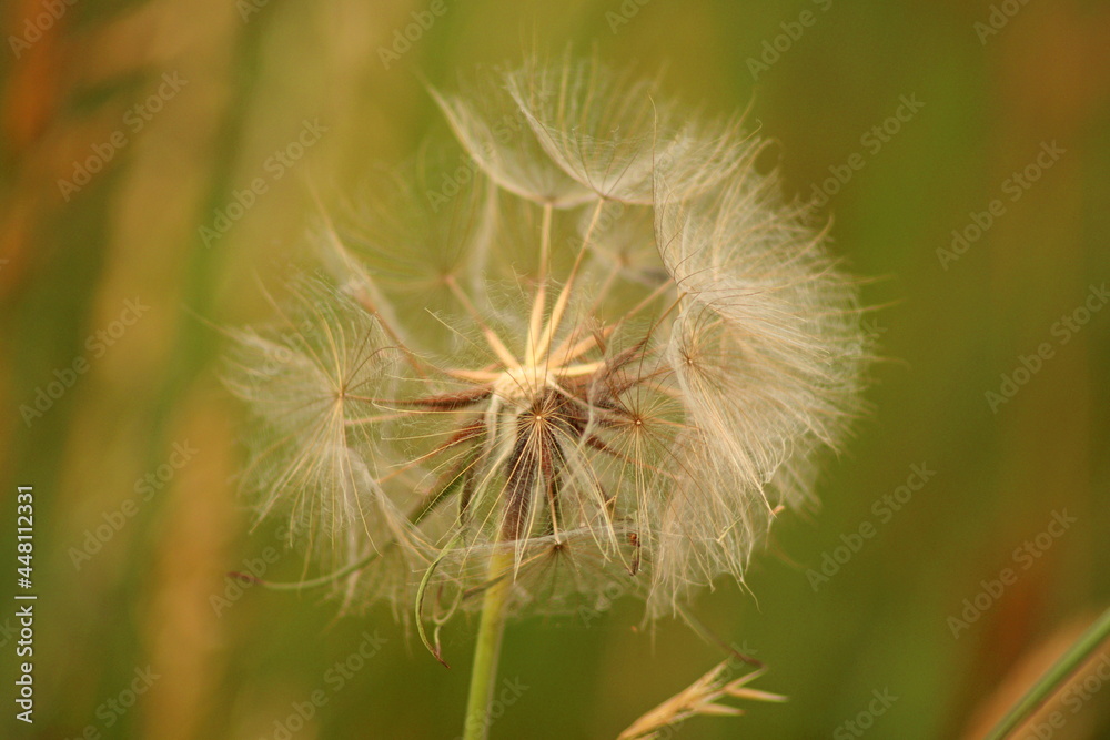 Fototapeta premium Taraxacum officinale as a dandelion or common dandelion commonly known as dandelion.