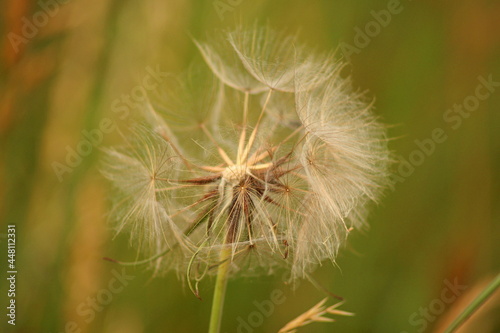 Taraxacum officinale as a dandelion or common dandelion commonly known as dandelion.