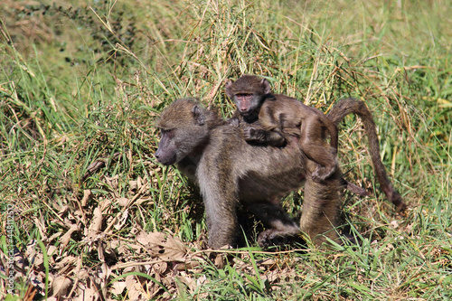 Bärenpavian / Chacma baboon / Papio ursinus.....