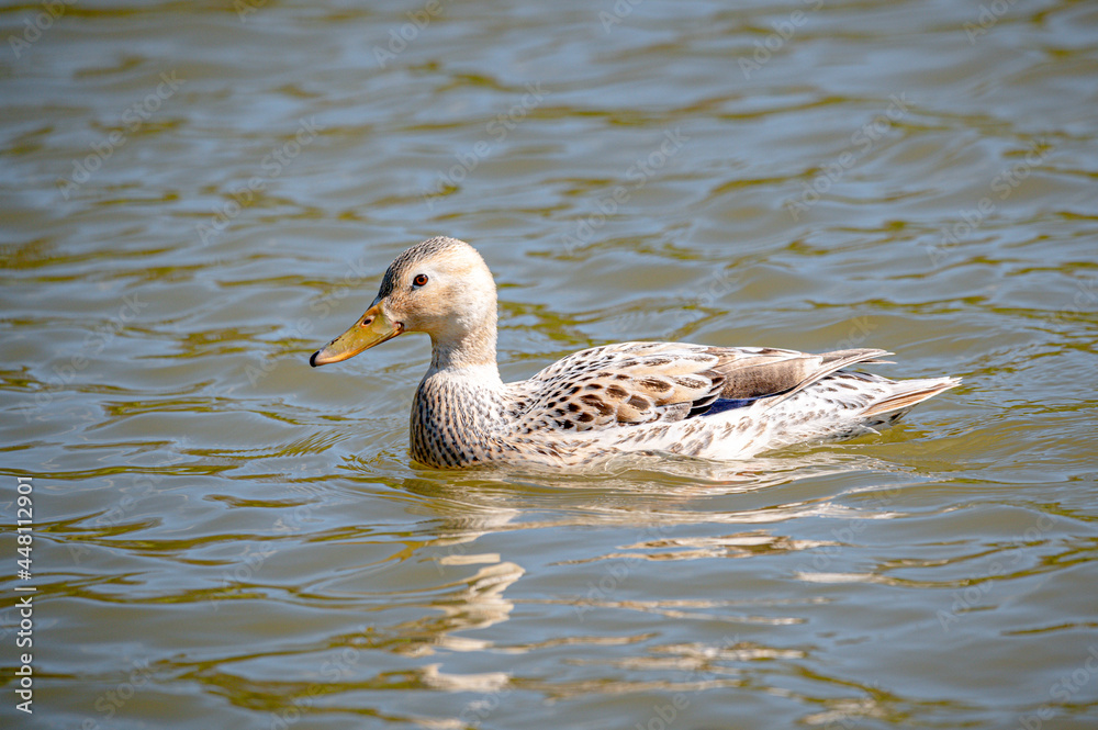 Leucistic female mallard duck with partial loss of pigmentation with a male drake mallard