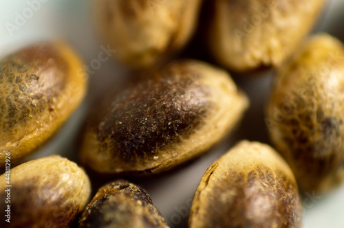 macro shot of cannabis hemp seeds.