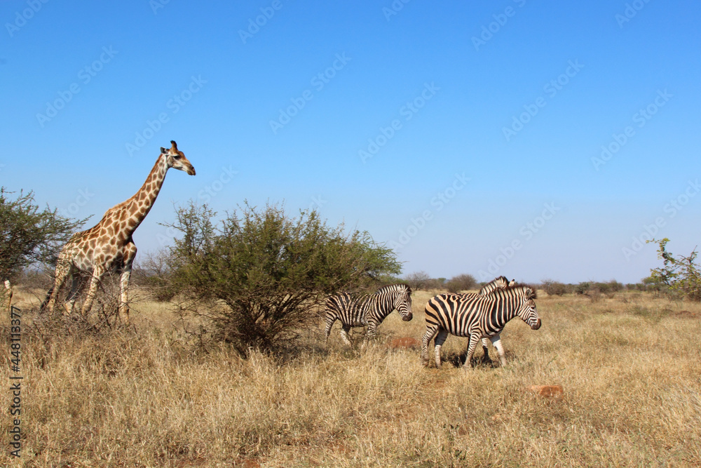 Fototapeta premium Giraffe und Steppenzebra / Giraffe and Burchell's zebra / Giraffa Camelopardalis et Equus burchellii