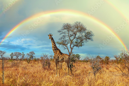 African giraffe against a rainbow backdrop in the Greater Kruger National Park, South Africa