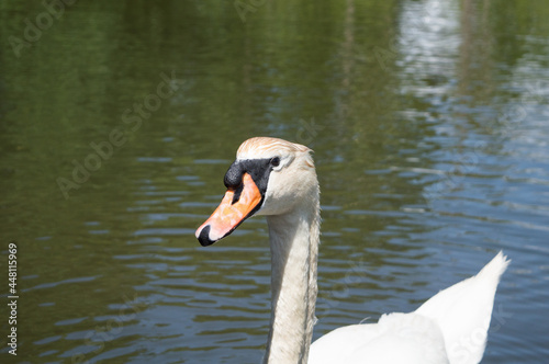 Fototapeta Naklejka Na Ścianę i Meble -  La tête de cygne qui nage sur l'eau