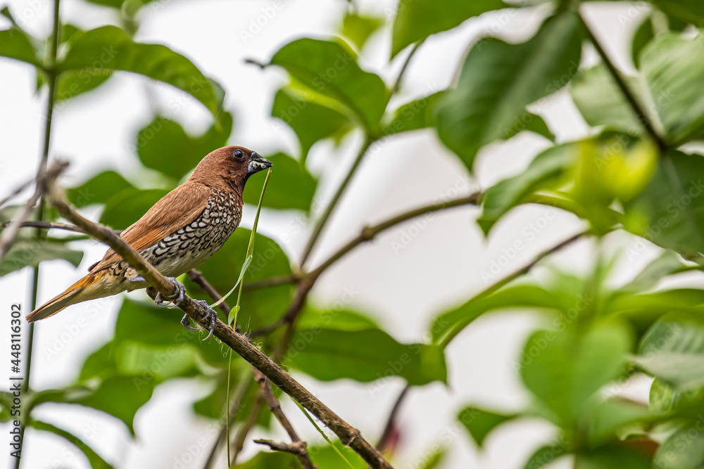 Fototapeta premium Scally Munia with grass for making nest