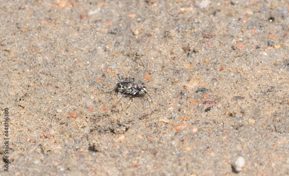 A Bronzed Tiger Beetle (Cicindela repanda) Perched on a Sandy River Bank A Bronzed Tiger Beetle (Cicindela repanda) Perched on a Sandy River Bank