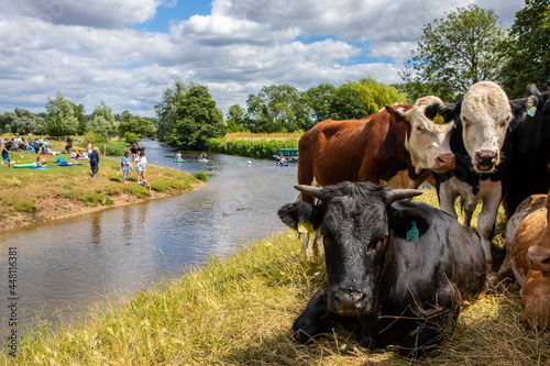 Cows on the Shore of the River Stour in Dedham, Essex photo