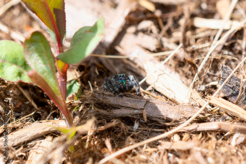 Bold Jumping Spider  Phidippus audax  with Colorful Fangs Perched on the Ground