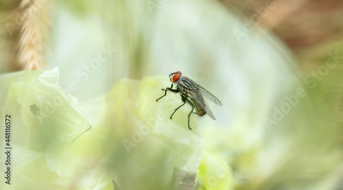 A Common Flesh Fly (Sarcophagidae) Perched on Top of a Plastic Bag photo